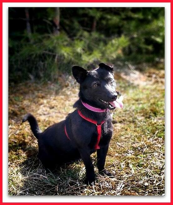 8kg,mały, aktywny,przyjazny, szczepiony piesek MIŁEK.ADOPCJA