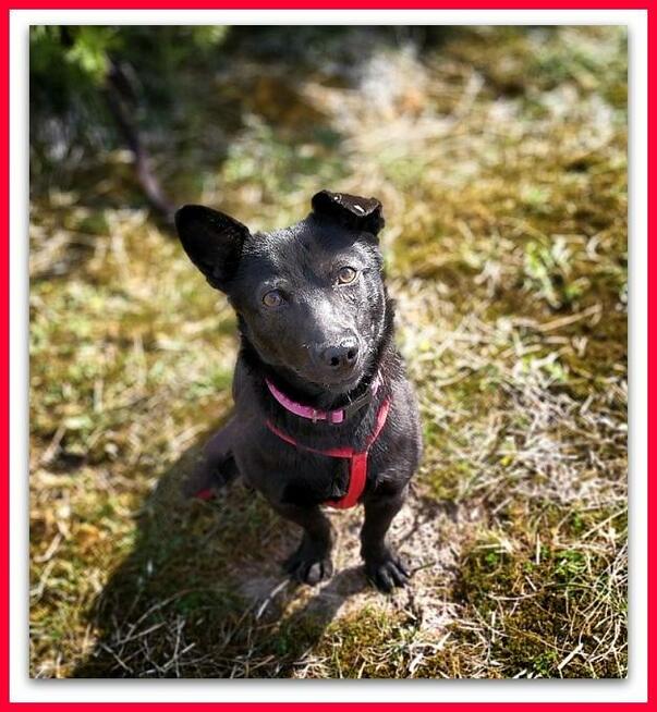 8kg,mały, aktywny,przyjazny, szczepiony piesek MIŁEK.ADOPCJA