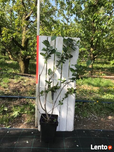 Aronia odmiany duże sadzonki