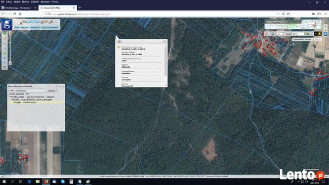 Las na Roztoczu w Krasnobrodzie w okolicach szuru