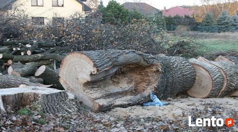 ARBOR 601 586 913 Pielęgnacja i Wycinka drzew Wrocław.