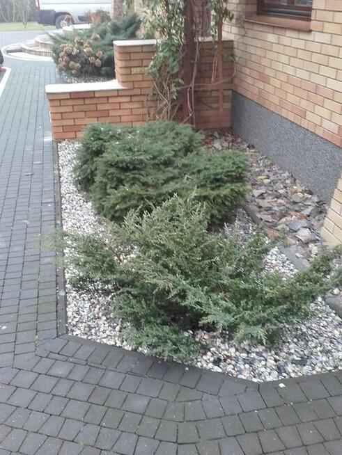 MUSZLE MORSKIE, OZDOBNE, OGRODOWE.NOWOŚĆ!