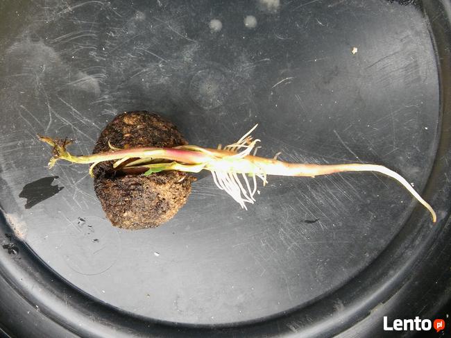 Zalesienia Nasiona Sadzonki Orzech Czarny uprawa nieużytków