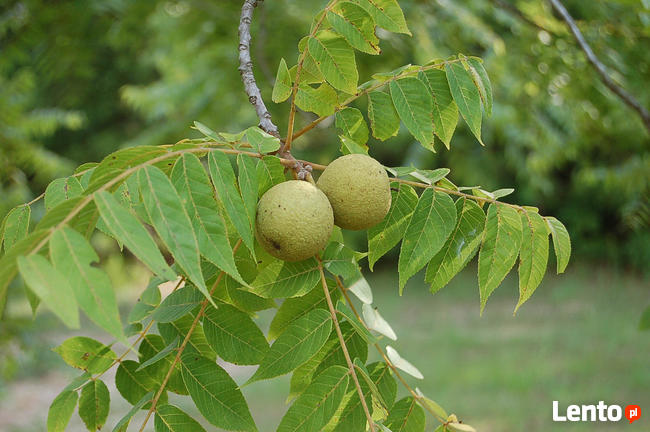 Zalesienia Nasiona Sadzonki Orzech Czarny uprawa nieużytków