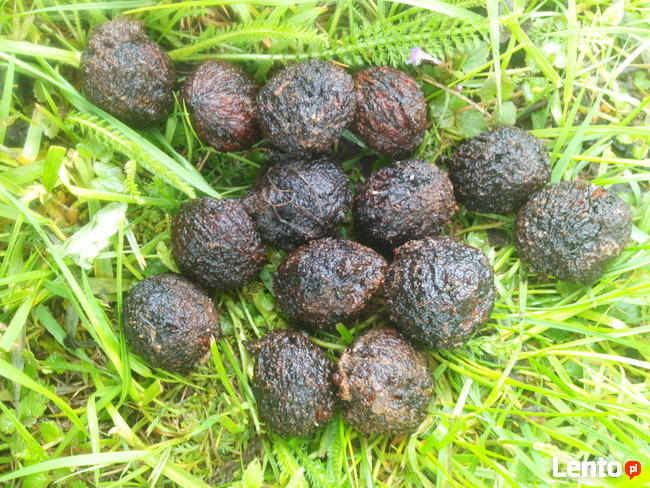 Zalesienia Nasiona Sadzonki Orzech Czarny uprawa nieużytków