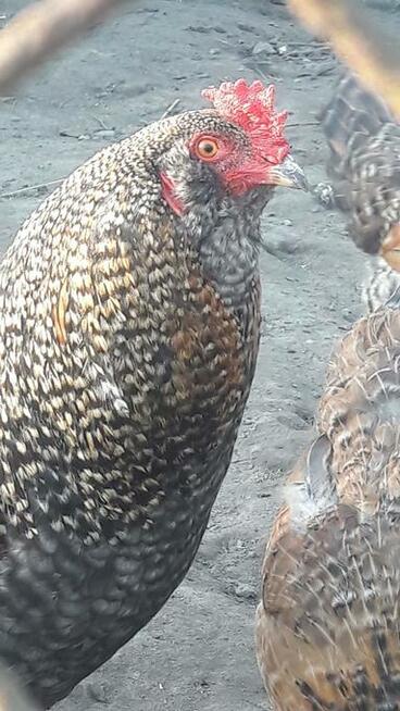 Kurczaki pisklęta araukany ogoniaste