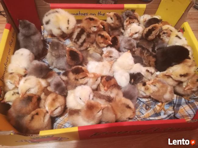 Kurczaki pisklęta araukany ogoniaste