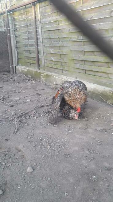 Kurczaki pisklęta araukany ogoniaste