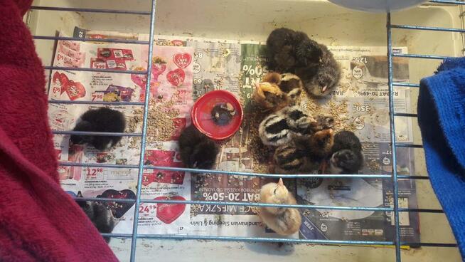 Kurczaki pisklęta araukany ogoniaste