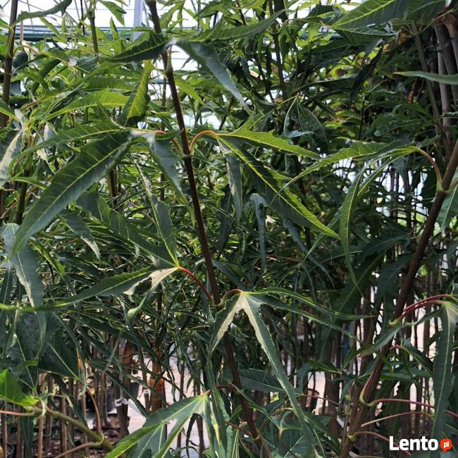 Klon pospolity PALDISKI 140-160 cm drzewo ozdobne sadzonki