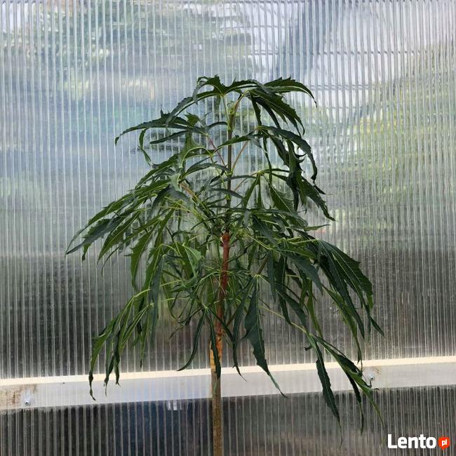 Klon pospolity PALDISKI 140-160 cm drzewo ozdobne sadzonki