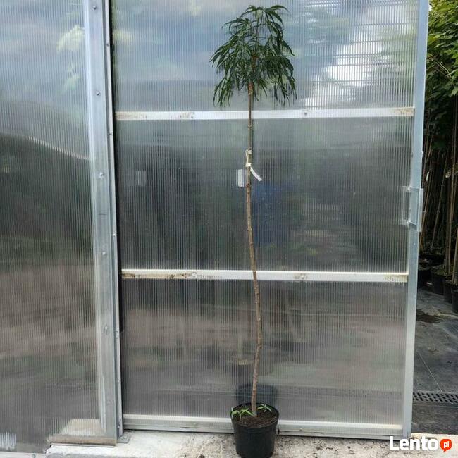 Klon pospolity PALDISKI 140-160 cm drzewo ozdobne sadzonki