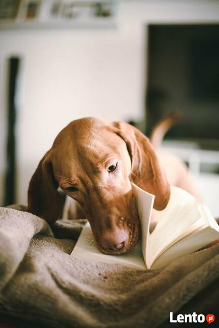 Czytanie z psem -program R.E.A.D wspomagający naukę czytania