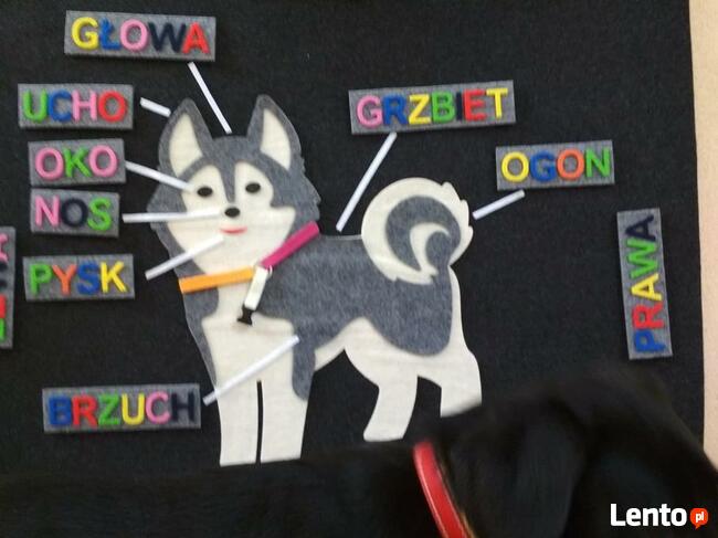 Czytanie z psem -program R.E.A.D wspomagający naukę czytania