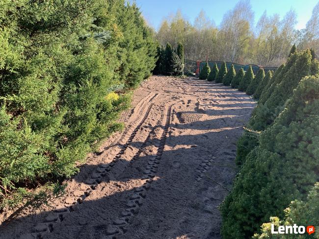 Glebogryzarka separacyjna usługi Biała Podlaska • 605179225