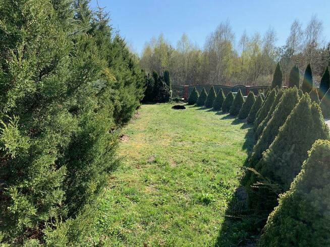 Glebogryzarka separacyjna usługi Biała Podlaska • 605179225