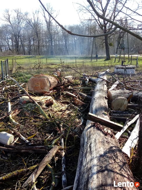 Wycinka drzew