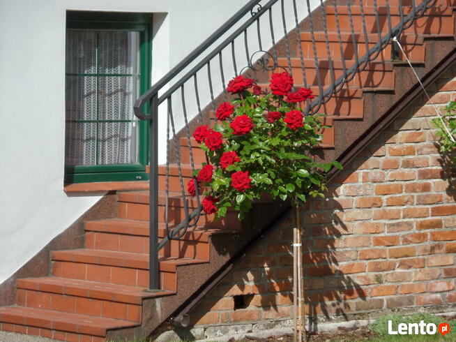 Apartamenty w Starej Jabłoni