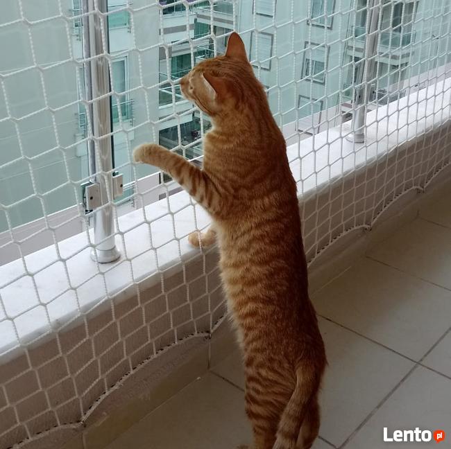 Siatka balkonowa, zabezpieczenie dla kota, przeciw ptakom