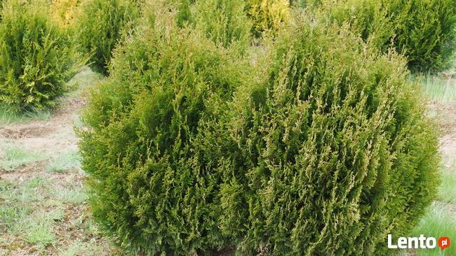 TUJA TUJE 90-260cm, różne rodzaje, transport i sadzenie