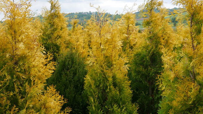 TUJA TUJE 90-260cm, różne rodzaje, transport i sadzenie
