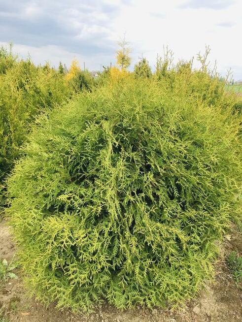 TUJA TUJE 90-260cm, różne rodzaje, transport i sadzenie