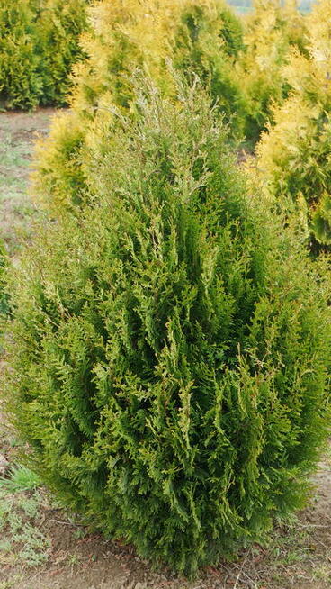 TUJA TUJE 90-260cm, różne rodzaje, transport i sadzenie