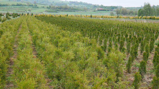 TUJA TUJE 90-260cm, różne rodzaje, transport i sadzenie