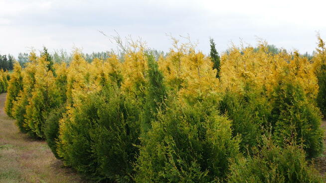 TUJA TUJE 90-260cm, różne rodzaje, transport i sadzenie