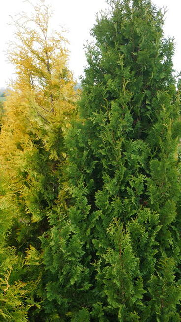 TUJA TUJE 90-260cm, różne rodzaje, transport i sadzenie