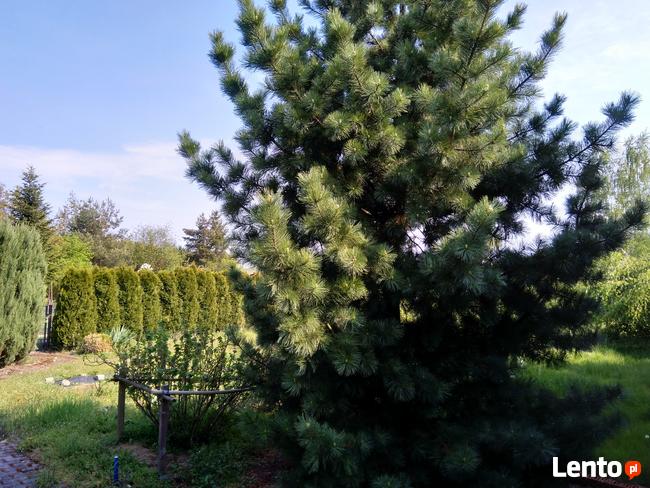 Sprzedam działkę ROD KAMIENIEC W KAMIEŃCU WROCŁAWSKIM