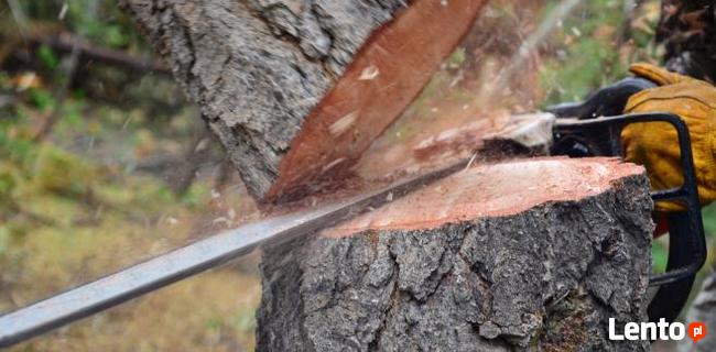 Wycinka drzew, krzewów, frezowanie pniaków