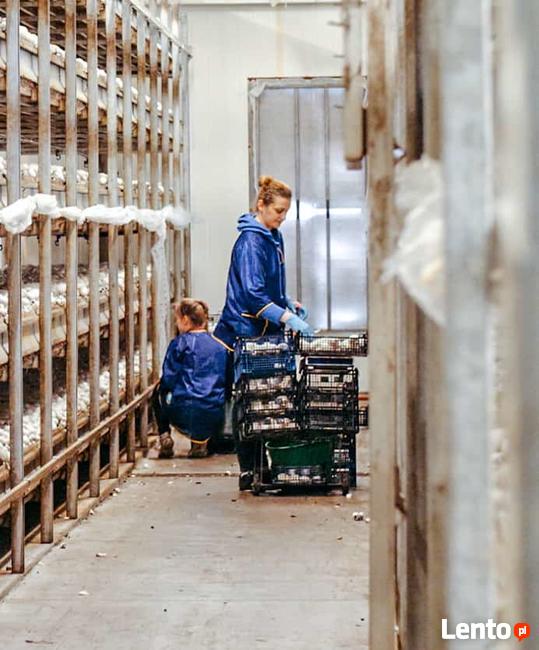 Praca przy zbiorze pieczarek