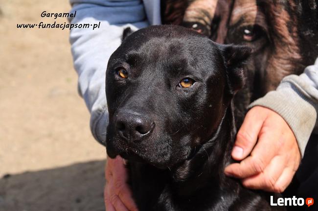 Gargamel - piesek w typie cane corso