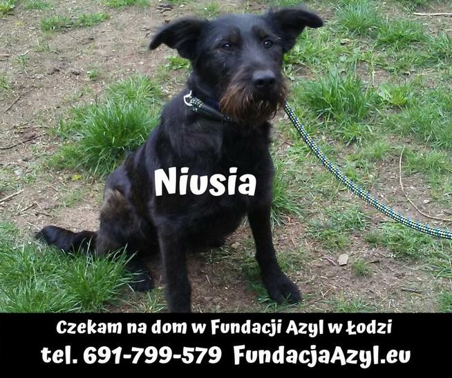 [Do adopcji]: NIUSIA - spokojna sunia do domu!
