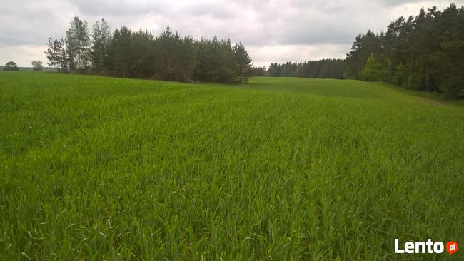 Mazury Stare Juchy działki w okolicach jeziora lasu