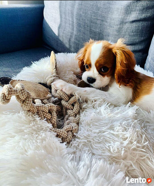 Kupię Cavailer King Charles Spaniel
