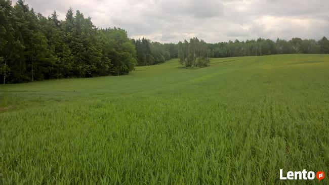 Mazury Stare Juchy działki w okolicach jeziora lasu
