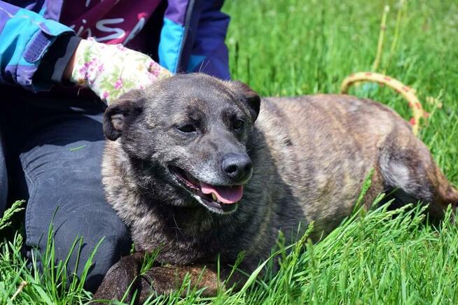 Nikt nigdy o nią nie zapytał! Pokochaj Spectrę! Adoptuj!