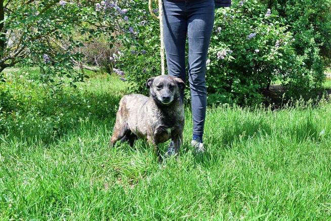 Nikt nigdy o nią nie zapytał! Pokochaj Spectrę! Adoptuj!