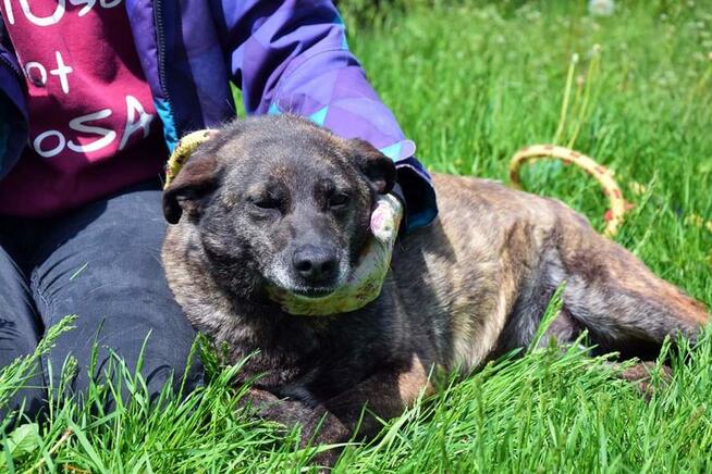 Nikt nigdy o nią nie zapytał! Pokochaj Spectrę! Adoptuj!