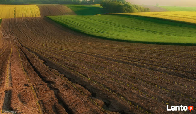 Kupie grunty orne lub działkę Książ W- Kozłów