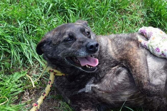 Nikt nigdy o nią nie zapytał! Pokochaj Spectrę! Adoptuj!