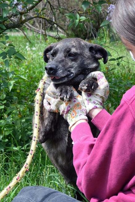Nikt nigdy o nią nie zapytał! Pokochaj Spectrę! Adoptuj!