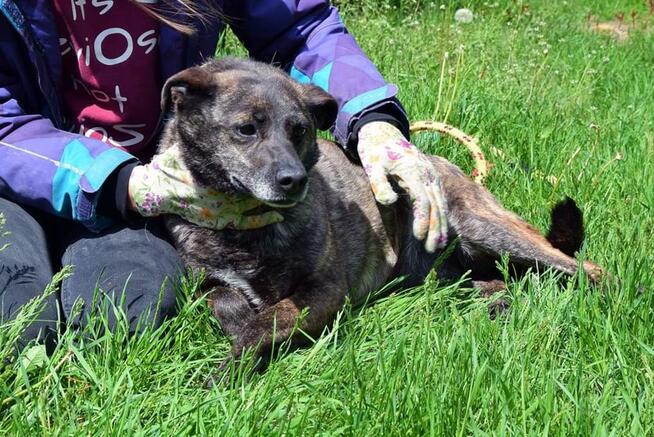 Nikt nigdy o nią nie zapytał! Pokochaj Spectrę! Adoptuj!