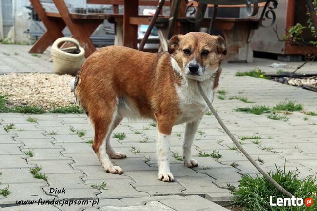 Diuk - delikatny psiak