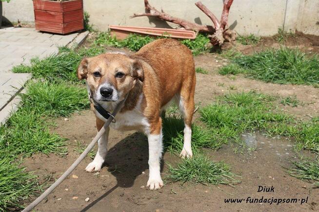 Diuk - delikatny psiak