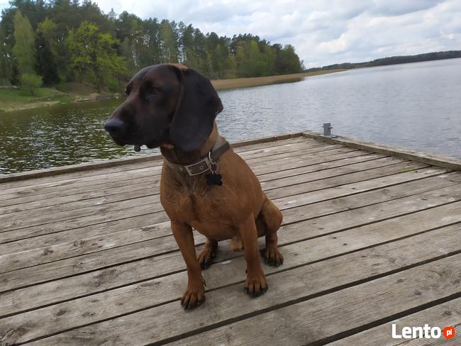 Niko - posokowiec bawarski, krycie