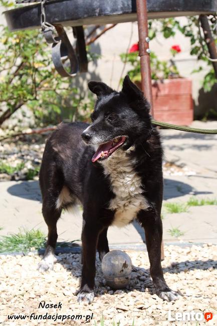 Nosek - spokojny psiak