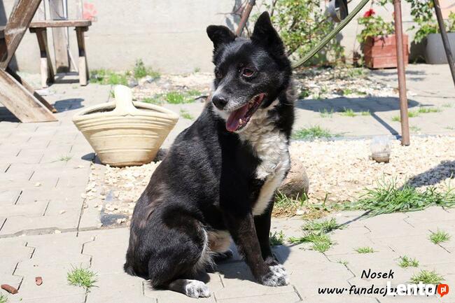 Nosek - spokojny psiak